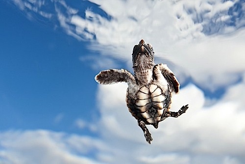 Wetpixel’s Picture of the Year 2011 competition has now finished.