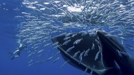A whale prepares to clamp its jaws around a shoal of sardines in this remarkable underwater image. Underwater photographer Doug Perrine travelled to Mexico’s Baja Peninsula to photograph the magnificent 50-foot-long Bryde’s whale. Scientists know so little about them that […]