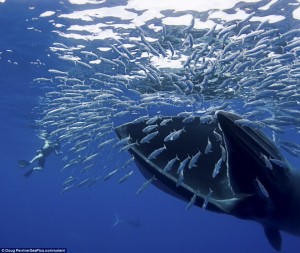 A whale prepares to clamp its jaws around a shoal