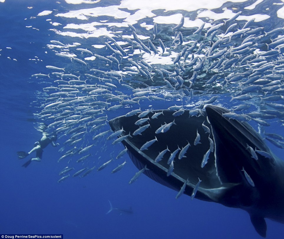 A whale prepares to clamp its jaws around a shoal
