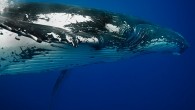 Whale of a time … breathtaking shot The 60-foot-long whale was about to perform a ‘spy hop’ when it raises its head vertically out of the water with its flippers outstretched beneath the surface.   Snaps … Rob spent 30 […]