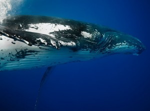 Whale of a time … breathtaking shot The 60-foot-long whale