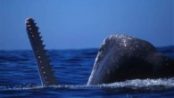 The threat of killer whales could be why societies of sperm whales in the Atlantic and Pacific differ so much, researchers say. The sperm whale, the largest toothed whale, possesses the largest brain of any organism on Earth. These leviathans […]