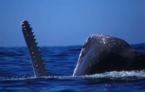 The threat of killer whales could be why societies of