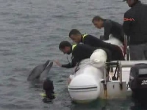 Aydın’ın Kuşadası İlçesi’ndeki Güvercinada önlerine bitkin halde görülen ve üzerindeki