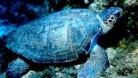 Sini kaplumbağası (Caretta caretta), denizlerde yaşar. Yumurtlamak haricinde karaya hiç çıkmaz. Sırt tarafı kırmızımsı kahverengi alt tarafı ise beyazımsı açık sarı renklidir. Bacakları yüzmeye yarayacak biçimde kürek biçimi almıştır ve dış kenarlarında en fazla 2 tırnak bulunur. Oksijeni havadan almasına […]