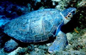Sini kaplumbağası (Caretta caretta), denizlerde yaşar. Yumurtlamak haricinde karaya hiç