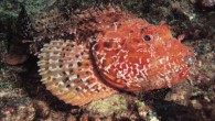 İskorpit (Scorpaena porcus, Scorpaenidae familyasından bir balık türü) Yaşamı aynı aileden olan Lipsos’un aynıdır. Farkları İskorpit’in Lipsos’a göre daha küçük olması (ortalama 20 – 30 cm.) ve renginin koyuluğudur. Eti oldukça lezzetlidir ancak dikenleri çok zehirli olduğundan dikkat edilmelidir. Dikenleri […]