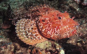 İskorpit (Scorpaena porcus, Scorpaenidae familyasından bir balık türü) Yaşamı aynı