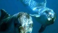İHLAS SON DAKİKA – Yunuslar; 2010 yılının Eylül ayında Born Free, Dolphins Angels ve Yunuslara Özgürlük Platformu’nun Türkiye’den ve dünyadan on binlerce destekçisinin yardımı ve duyarlı vatandaşların girişimleriyle kurtarılmıştı. Ancak bu iki gösteri yunusu için özgürlüğe uzanan yolculuk beklenenden uzun […]