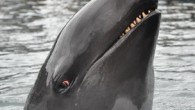 Many marine mammals live in a world shaped by sound – producing clicks to map their underwater environment out of echoes. Researchers in Hawaii have now discovered just how finely tuned this “echolocation” can be. The scientists found that toothed […]