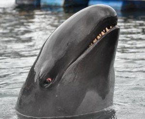 Many marine mammals live in a world shaped by sound