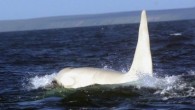The adult male, which they have nicknamed Iceberg, was spotted off the coast of Kamchatka in eastern Russia. It appears to be healthy and leading a normal life in its pod. White whales of various species are occasionally seen; but […]