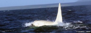 The adult male, which they have nicknamed Iceberg, was spotted