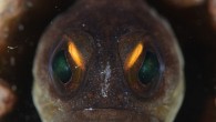 Forget Angry Birds, this is one angry fish. This tropical jawfish certainly looks like it got out of the wrong side of the bed as it gives the photographer a fearsome look. Yet despite its appearance, the burrowing fish is […]