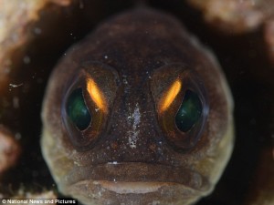 Forget Angry Birds, this is one angry fish. This tropical