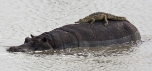 Even when the hippo began to move, the cheeky croc