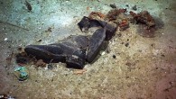 Newly-released photos show the haunting images of Titanic victim’s clothing lining the bottom of the ocean floor 100 years after the New York-bound ship sank in the North Atlantic. A 2004 photograph, released to the public for the first time […]