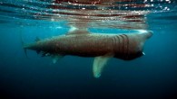 As a lone basking shark swims near the Cornwall shore a month early, it seems even in the depths of the ocean, Britain’s unpredictable weather can cause confusion. His early arrival as the first basking shark of the season, was […]