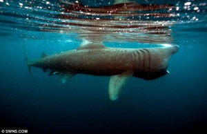 As a lone basking shark swims near the Cornwall shore