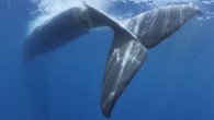 These heartbreaking images show the body of a majestic blue whale fatally injured as it slept in a busy shipping lane. It was spotted floating near the surface of the Indian Ocean off the southern tip of Sri Lanka. A […]