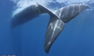 These heartbreaking images show the body of a majestic blue