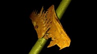 A team of scientists from Monash University and the University of Bristol has found that the tiny teeth of a long-extinct prehistoric fish are the sharpest that have ever been recorded. A study, published in the Proceedings of the Royal […]