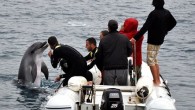 AYDIN – Kuşadası’nda Güvercinada yakınlarında deniz üzerinde hareketsiz bulunan ve koruma altına alınan yunusun, gösteri merkezinden kurtarılan ve doğal ortama alışması için rehabilite edildikten sonra 9 Mayıs’ta salınan ”Tom” adlı yunus olduğu belirlendi. İki gün önce halsiz bulunan yunusun Fethiye’deki […]