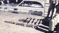 Ayvalık’ın çeşitli noktalarında dalgıçları daldıran sualtı kulüplerinden Körfez Dalış Merkezi yetkilileri, Sahil Güvenlik Komutanlığı’n-dan sportif dalış için izin alırken sualtı donanımlarını kuşanarak zıpkınla balık avladı. Termal kameralarla tekneyi takip eden Sahil Güvenlik Komutanlığı’nın suçüstü yakaladığı 7 kişiye toplam 10 bin […]