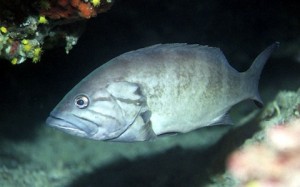Lahoz balığı ya da Grida balığı (Epinephelus aeneus), Serranidae (Hani