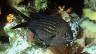 Papaz balığı (Chromis chromis), Pomacentridae familyasından Doğu Atlantik ve Akdeniz’de yaşayan bir balık türü. Türkiye’yi çevreleyen bütün sularda görülür. Sığ kıyı sularında yaşayan papaz balıklarının ortalama uzunluğu 16 cm kadardır. Etinin lezzetsiz olması yanısıra bazende akvaryum yetiştiriciliğinde kullanılırlar. Kaynak: Wikipedia