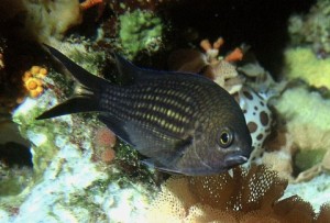 Papaz balığı (Chromis chromis), Pomacentridae familyasından Doğu Atlantik ve Akdeniz’de