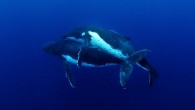 MATING humpback whales have been captured on camera for the first time – and the act is one of amazing gentleness between the marine giants. Australian photographer Jason Edwards, who took the images off Tonga, was stunned by the “brief […]