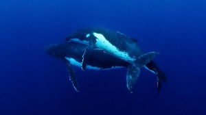 MATING humpback whales have been captured on camera for the