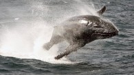 THIS breaching adult humpback whale was caught mid-leap, stunning the 80 tourists aboard a Sea World Whale Watch tour just a short distance off the Gold Coast. Sea World Whale Watch marine biologist Silje Vindenes was able to use intuition […]