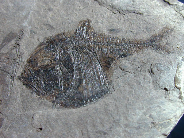 Argyropelecus-cosmovicii-L