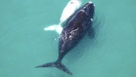 Tenderly letting her child swim ahead, the mother whale keeps a watchful eye on her offspring. For the infant ‘southern white whale’ is an albino, standing out in the glorious South Africa sunlight with a body that is almost entirely […]