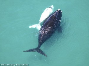 Tenderly letting her child swim ahead, the mother whale keeps