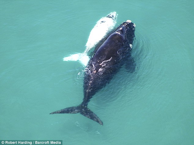 Tenderly letting her child swim ahead, the mother whale keeps
