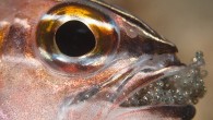 Next time you are asked to babysit, spare a thought for this male fish. The cardinalfish, found off the coast in Malaysia  is a mouthbrooder, where the males carry all the eggs in their mouth for weeks. And the poor […]