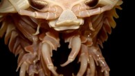 When ‘teeth marks’ appeared in cables of an underwater camera system in the Bahamas and the camera cut out, the scientists in charge began to look around for a cuplrit. Edd Brooks of the Bahamas Cape Eleuthera Institute took a […]