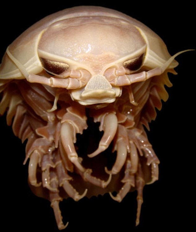 When ‘teeth marks’ appeared in cables of an underwater camera