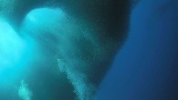 A huge shoal of sardines surrounded unsuspecting diver in seas off the Philippines allowing them to capture amazing picture of a breathtaking natural phenomenon. The shoal was captured on camera by Nadya Kulagina on the last dive of her trip […]