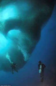 A huge shoal of sardines surrounded unsuspecting diver in seas