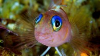 From giant whales and sharks to colourful fish these are the incredible images which offer a glimpse of life beneath the waves. The mesmerising images were taken by photographer Brian Skerry who risks his life swimming alongside the world’s most […]