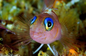 From giant whales and sharks to colourful fish these are