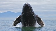 Nature can often leave us marvelling with its expressive and colourful displays of beauty. But a show of pure happiness put on by wildlife is probably a little more unusual. That’s exactly what these Alaskan humpback whales were photographed doing, […]