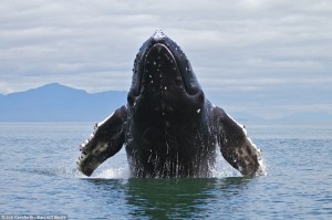 Nature can often leave us marvelling with its expressive and
