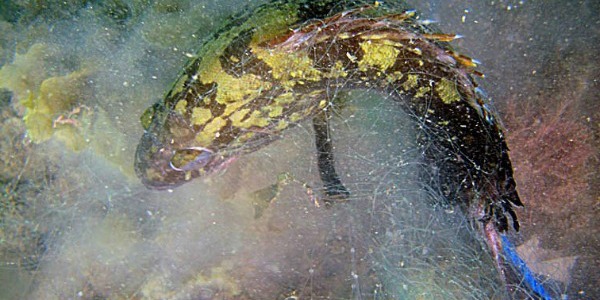 Balıkçıların avlandıktan sonra kaybettiği yada bilerek kaderine terk ettiği için