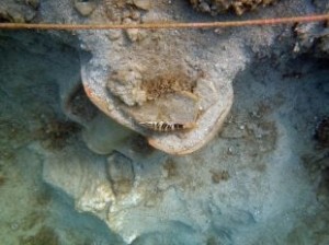 İzmir Bölgesi Kazı ve Araştırmalar Projesi kapsamında Liman Tepe Sualtı
